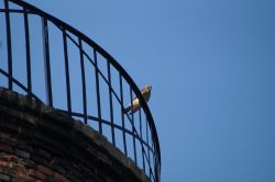 Falke